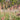 Pennisetum alopecuroides (PA400)  PURPLE LEA® (syn. Cenchrus)  Pennisetum Purple Lea PA400 PBR