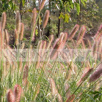 Pennisetum alopecuroides (PA400)  PURPLE LEA® (syn. Cenchrus)  Pennisetum Purple Lea PA400 PBR