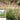 Pennisetum alopecuroides (PA400)  PURPLE LEA® (syn. Cenchrus)  Pennisetum Purple Lea PA400 PBR