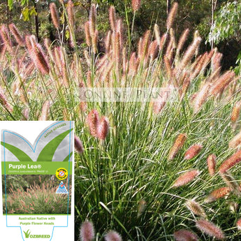 Pennisetum alopecuroides (PA400)  PURPLE LEA® (syn. Cenchrus)  Pennisetum Purple Lea PA400 PBR