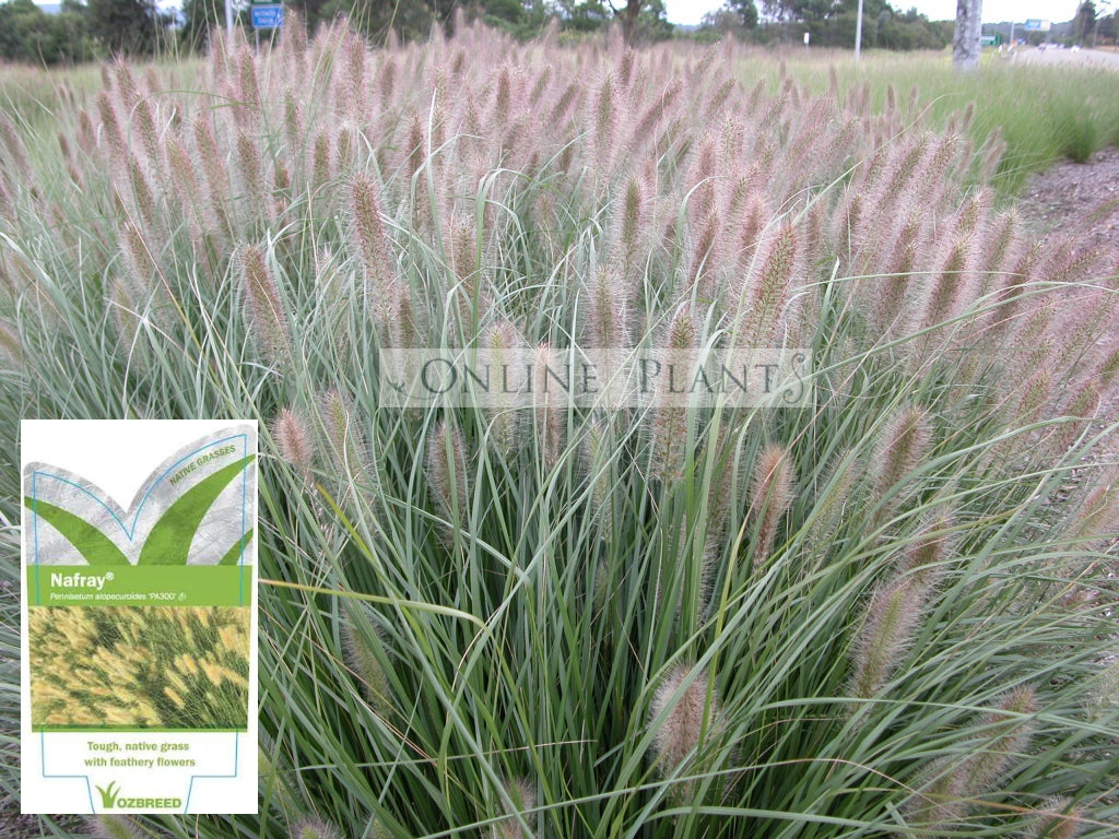 Pennisetum Alopecuroides (PA300) NAFRAY® For Sale