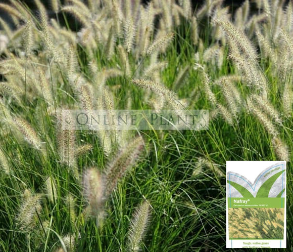 Pennisetum Alopecuroides (PA300) NAFRAY® For Sale