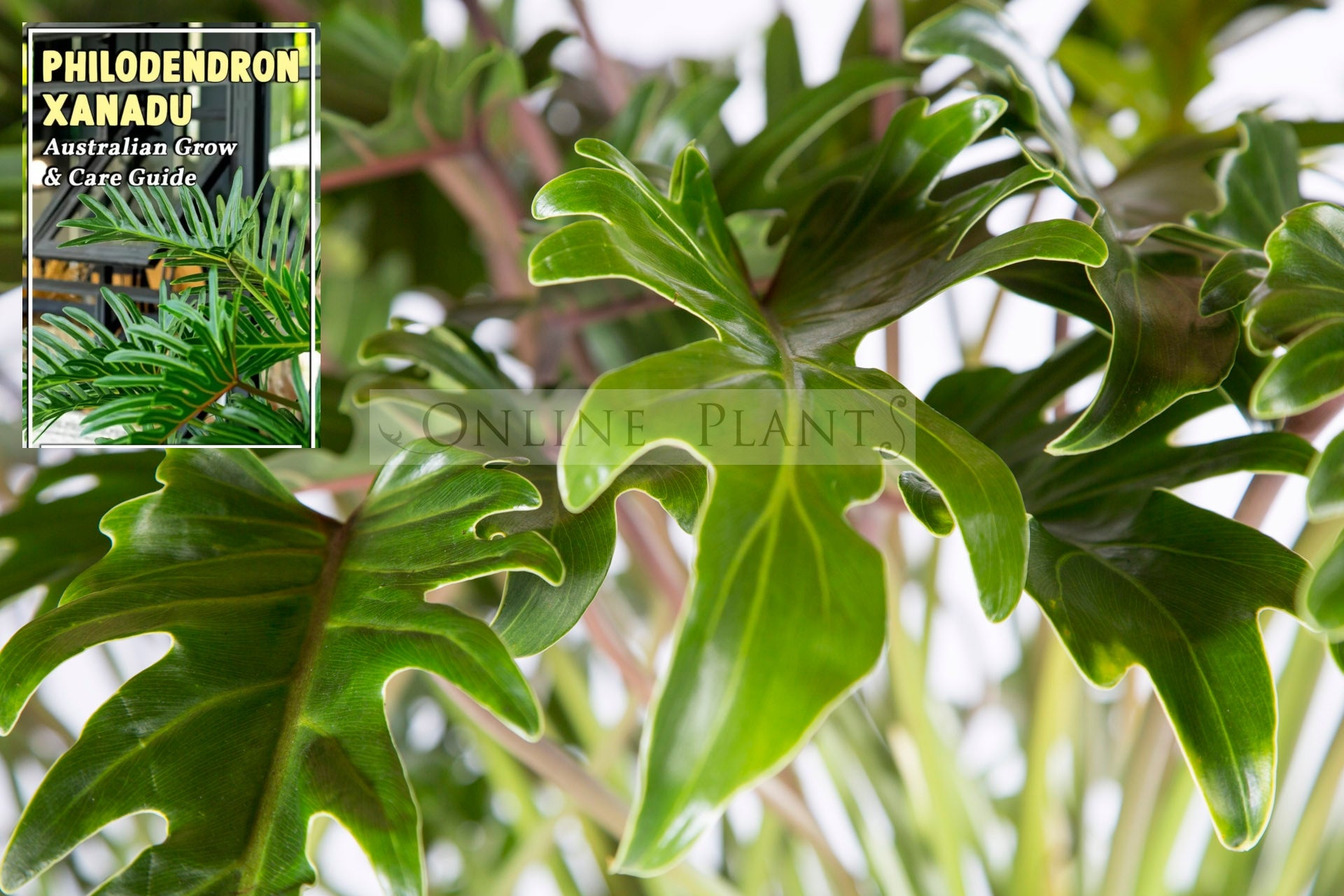 philodendron for sale australia Philodendron Xanadu For Sale
