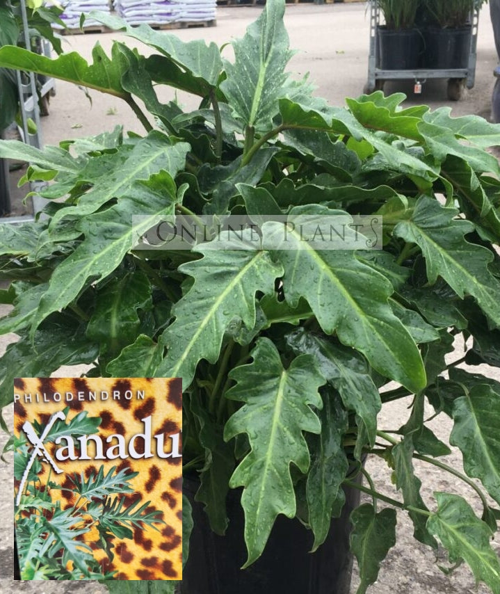 buy philodendron xanadu sydney Philodendron Xanadu For Sale