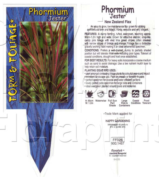 Formium Jester Phormium Flax Jester Plants for Sale | Online Plants Australia