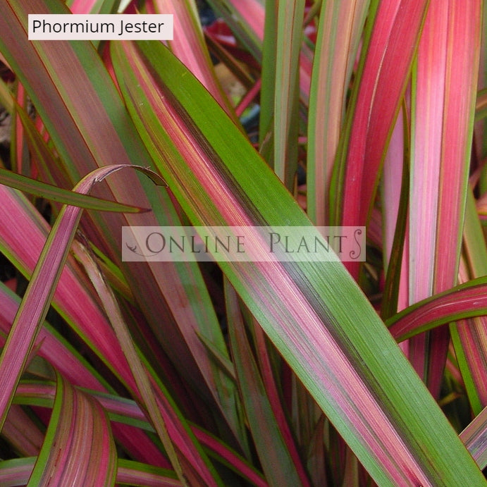 Formium Jester Phormium Flax Jester Plants for Sale | Online Plants Australia