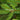 Picea abies Norway Spruce