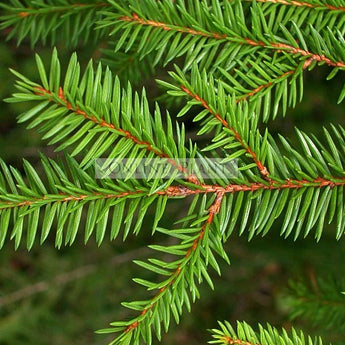 Picea abies Norway Spruce