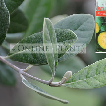 Guava Feijoa sellowiana Espaliers