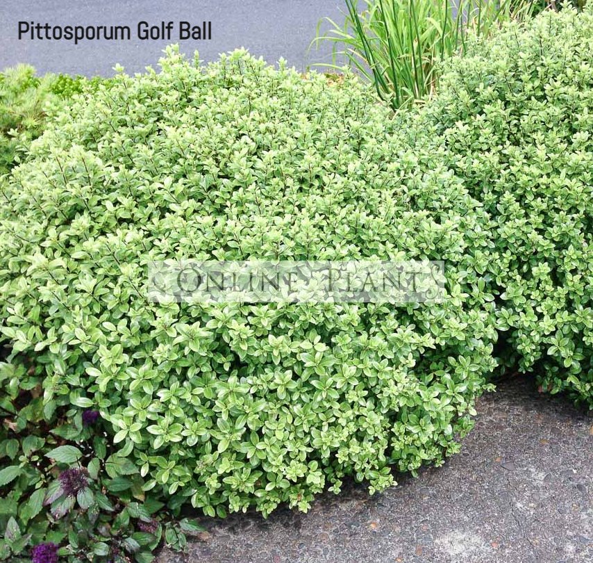 Golf Ball Pittosporum