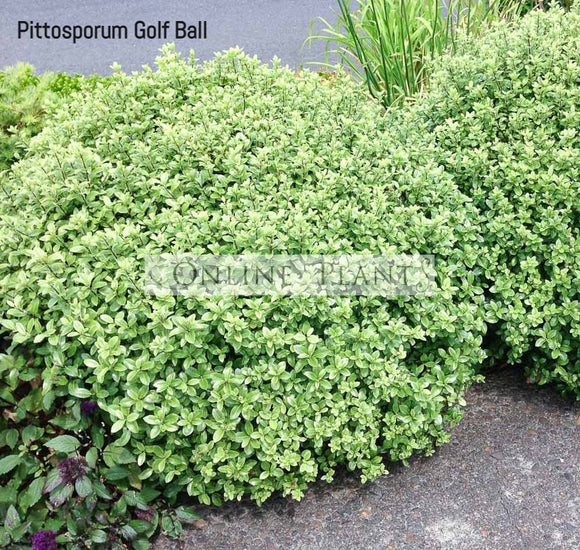 Pittosporum Tenuifolium Golf Ball Online Plants Australia