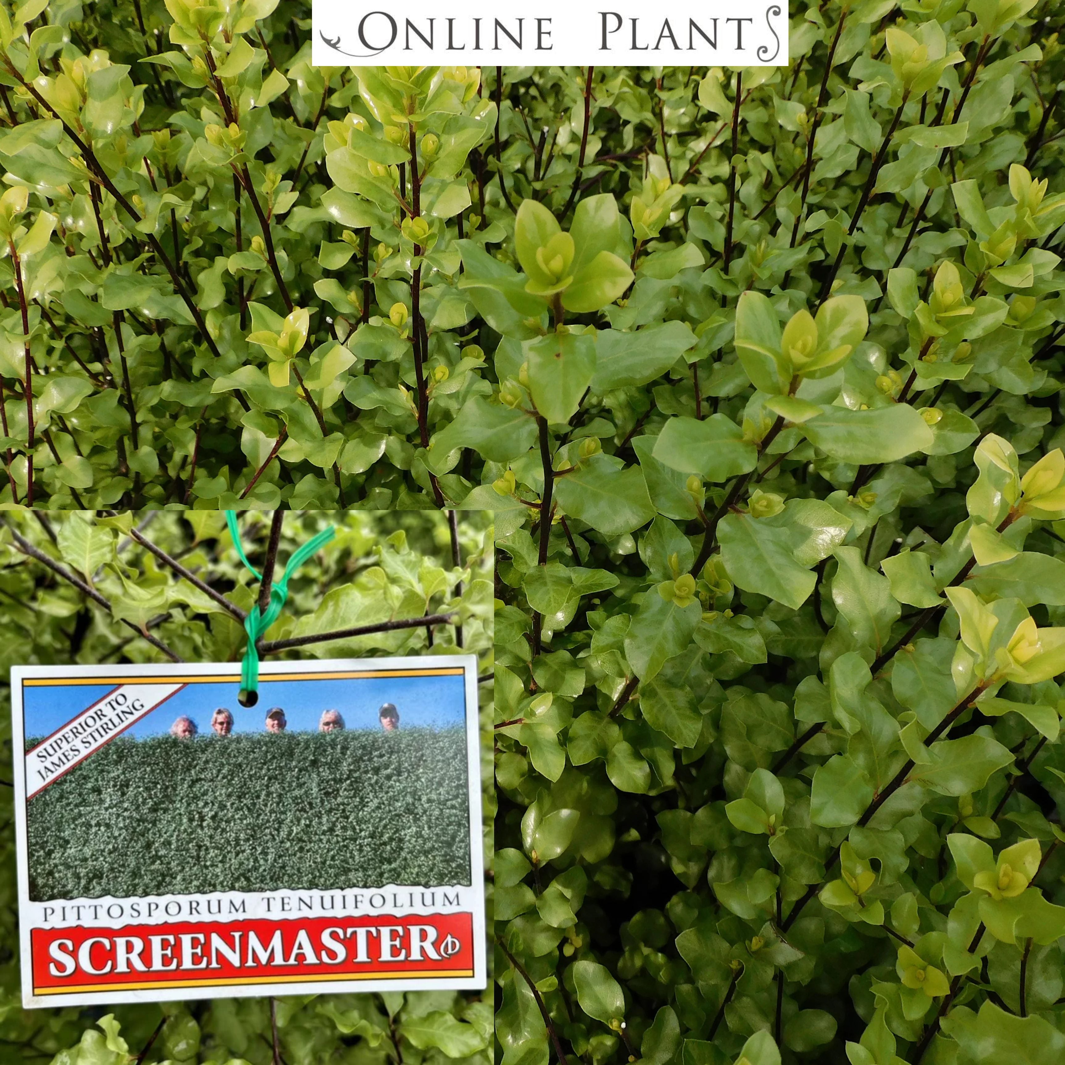 Pittosporum Tenuifolium Screen Master For Sale - Online Plants Australia