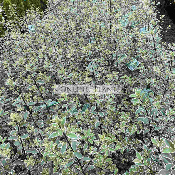 Pittosporum Tenuifolium Pittosporum Silver Sheen Pittosporum Hedge pittosporum-tenuifolium-pittosporum-silver-sheen-pittosporum-hedge