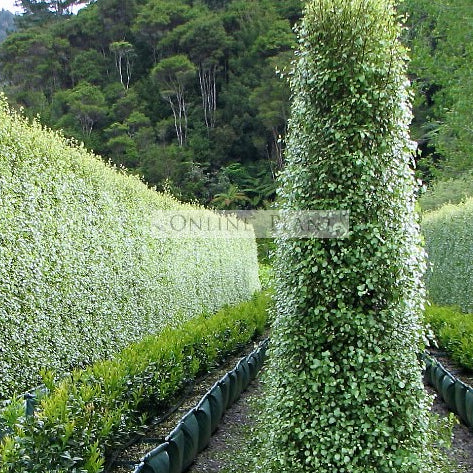 Pittosporum Tenuifolium Screen Master For Sale - Online Plants Australia