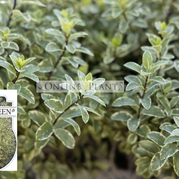 Pittosporum Tenuifolium, Pittosporum Silver Sheen, Pittosporum Hedge ...