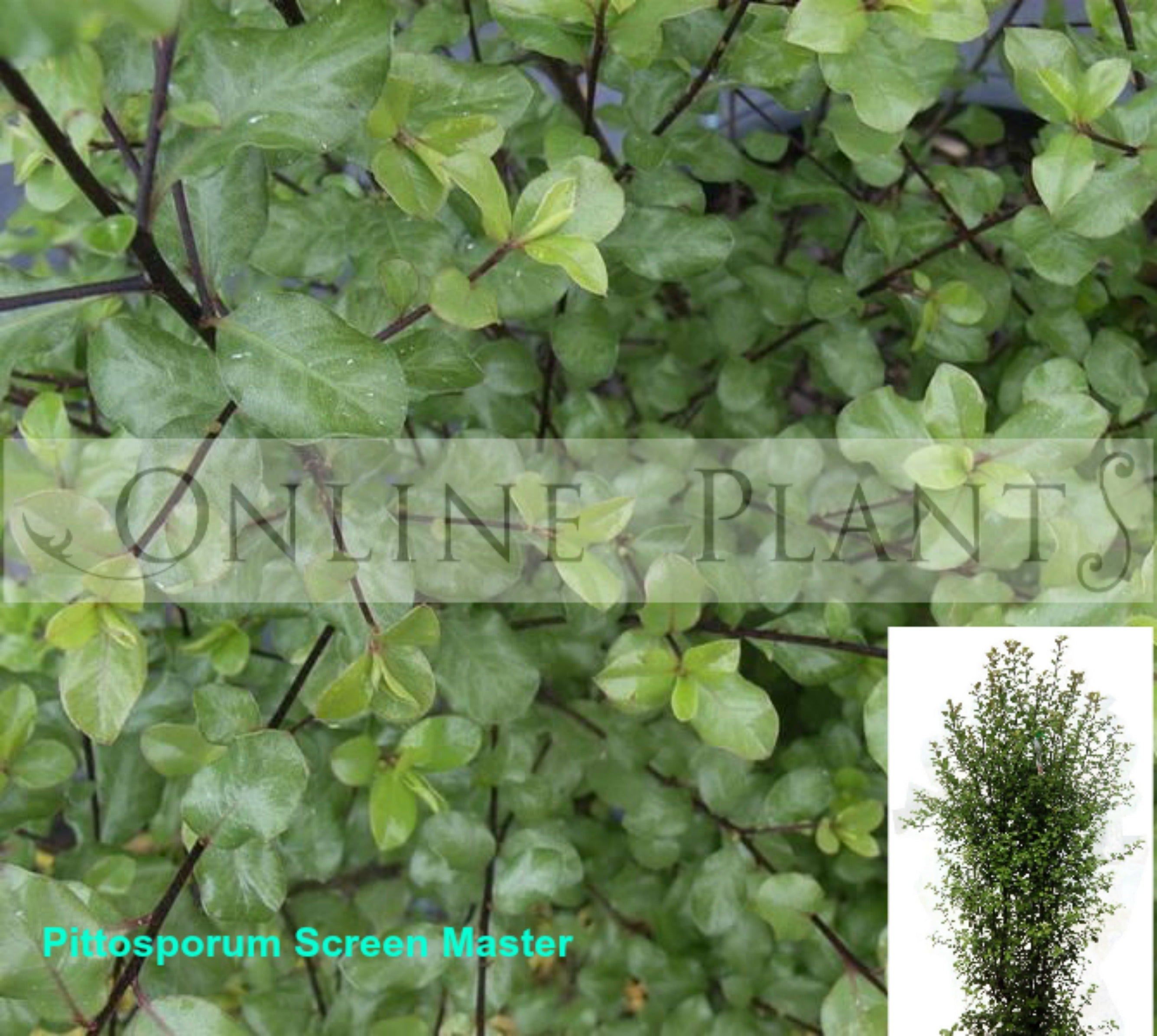 Pittosporum Tenuifolium Screen Master For Sale - Online Plants Australia