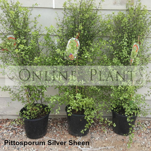 Pittosporum Tenuifolium, Pittosporum Silver Sheen, Pittosporum Hedge ...