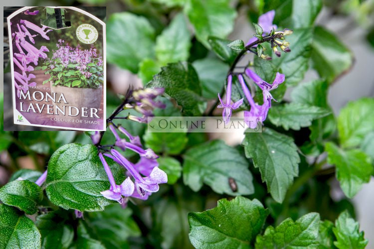 Plectranthus Mona Lavender
