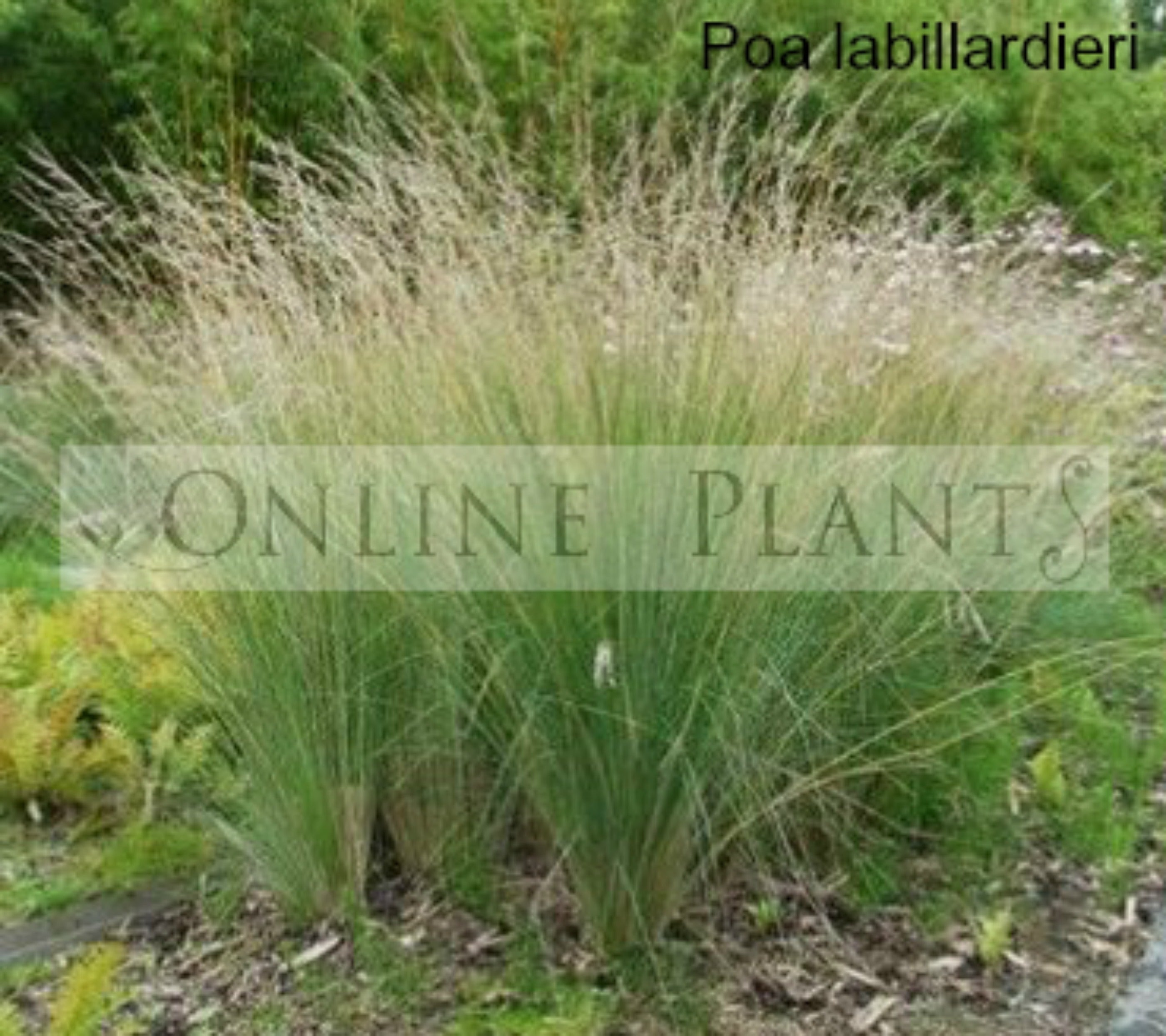 Poa Labillardieri Common Tussock For Sale Online Plants Melbourne poa-labillardieri-common-tussock-for-sale-online-plants-melbourne