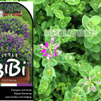 Polygala Rarifolia Polygala Plant for Sale, Online Plants Melbourne