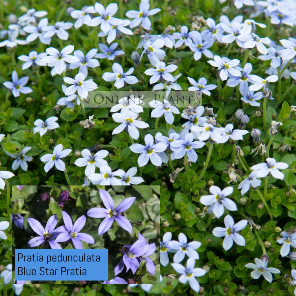 Pratia Pedunculata Blue Star Pratia pratia-pedunculata-blue-star-pratia