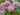 Prunus Serrulata Cheals Weeping Cherry