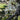 Pyrus betulaefolia Southworth Dancer™