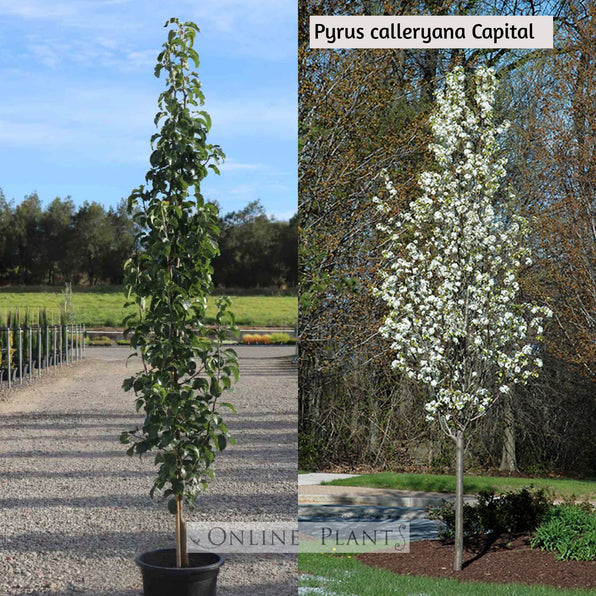 Ornamental Pear Tree for Sale, Buy Ornamental Pear Tree & Plants