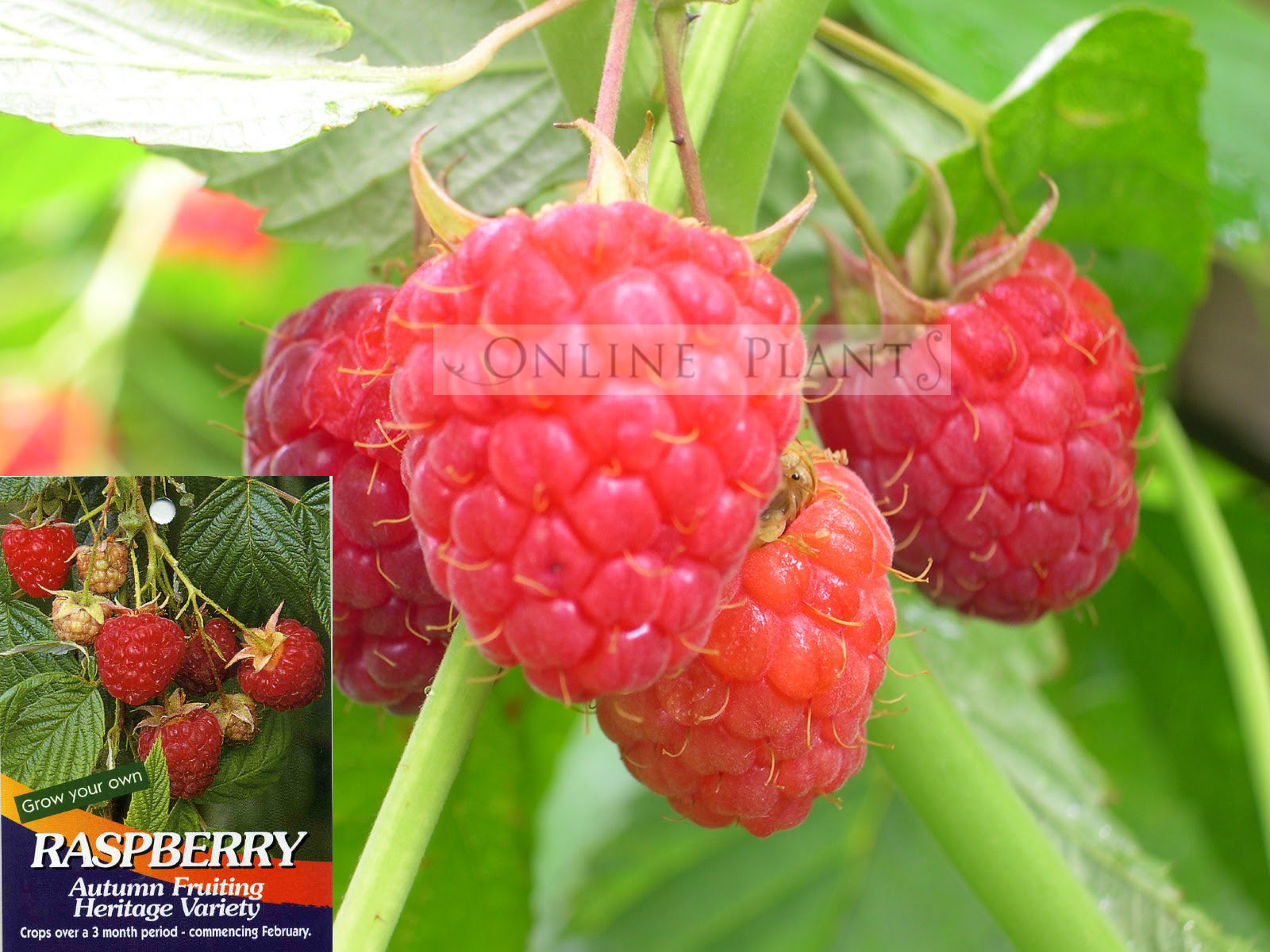 Herritage Raspbery Raspberry Heritage, Online Plants Melbourne