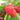 Raspberry Heritage
