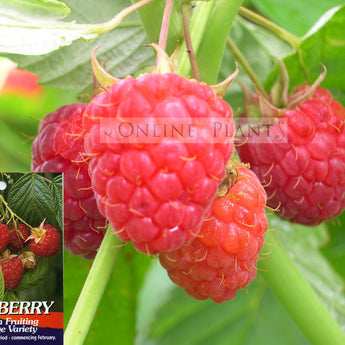 Raspberry Heritage