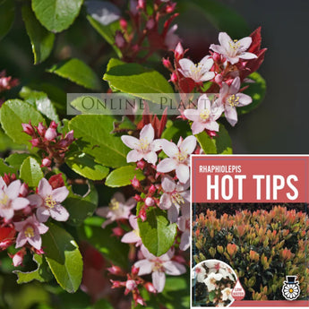 Rhaphiolepis Hot Tips