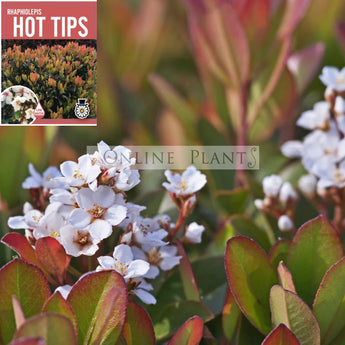 Rhaphiolepis Hot Tips