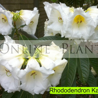 Rhododendron, Kallista