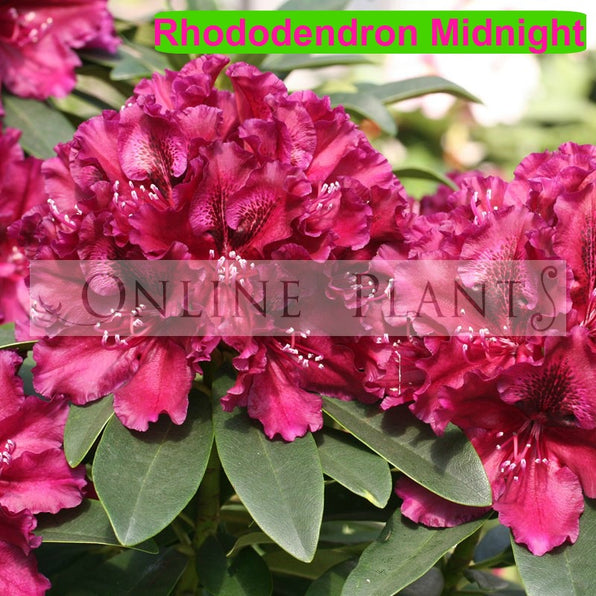 Buy Rhododendron Plant for Sale, Online Plants
