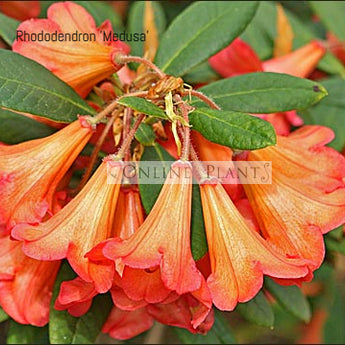 Rhododendron, Medusa