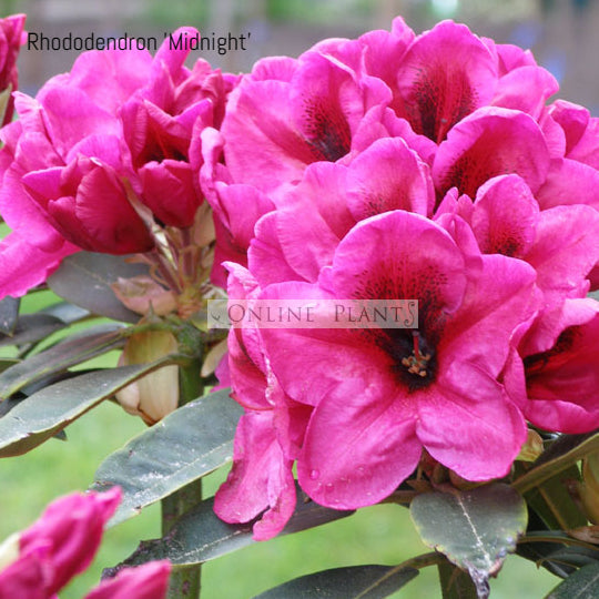 Rhododendron, Midnight | Online Plants Melbourne, Australia