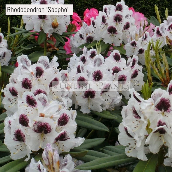 Scented Rhododendrons For Sale – PLLZ