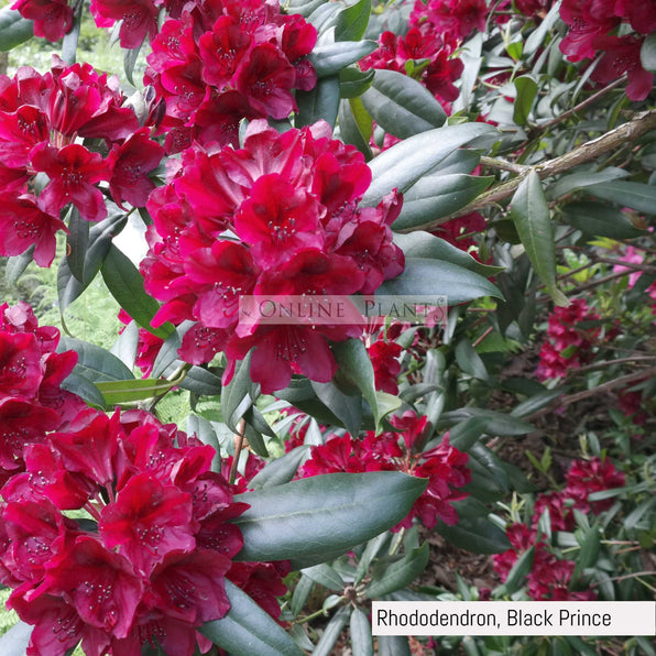 Buy Rhododendron Plant for Sale, Online Plants