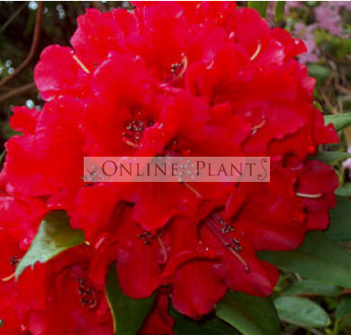 Rhododendron, Fireman Jeff | Online Plants Melbourne, Australia