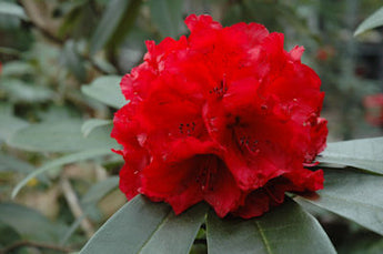 Rhododendron, Jean Marie De Montague