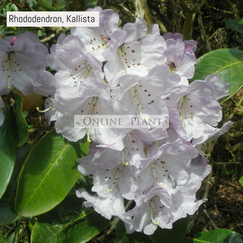 Rhododendron, Kallista