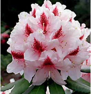 Rhododendron, Mrs G W Leak for Sale | Online Plants Australia