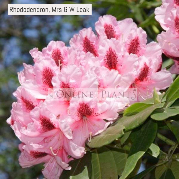 Buy Rhododendron Plant for Sale, Online Plants