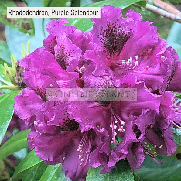 Buy Rhododendron Plant for Sale, Online Plants