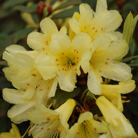 Buy Rhododendron Plant for Sale, Online Plants