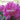 Rhododendron, Sir Robert Peel