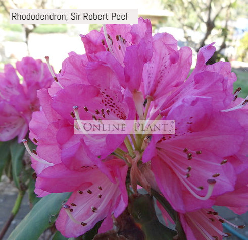 Buy Rhododendron Plant for Sale, Online Plants