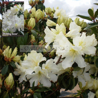 Rhododendron, Wedding Gown