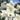 Rhododendron, Wedding Gown